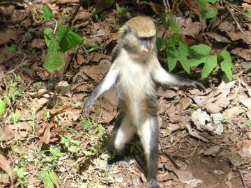 Foto pública de bali68